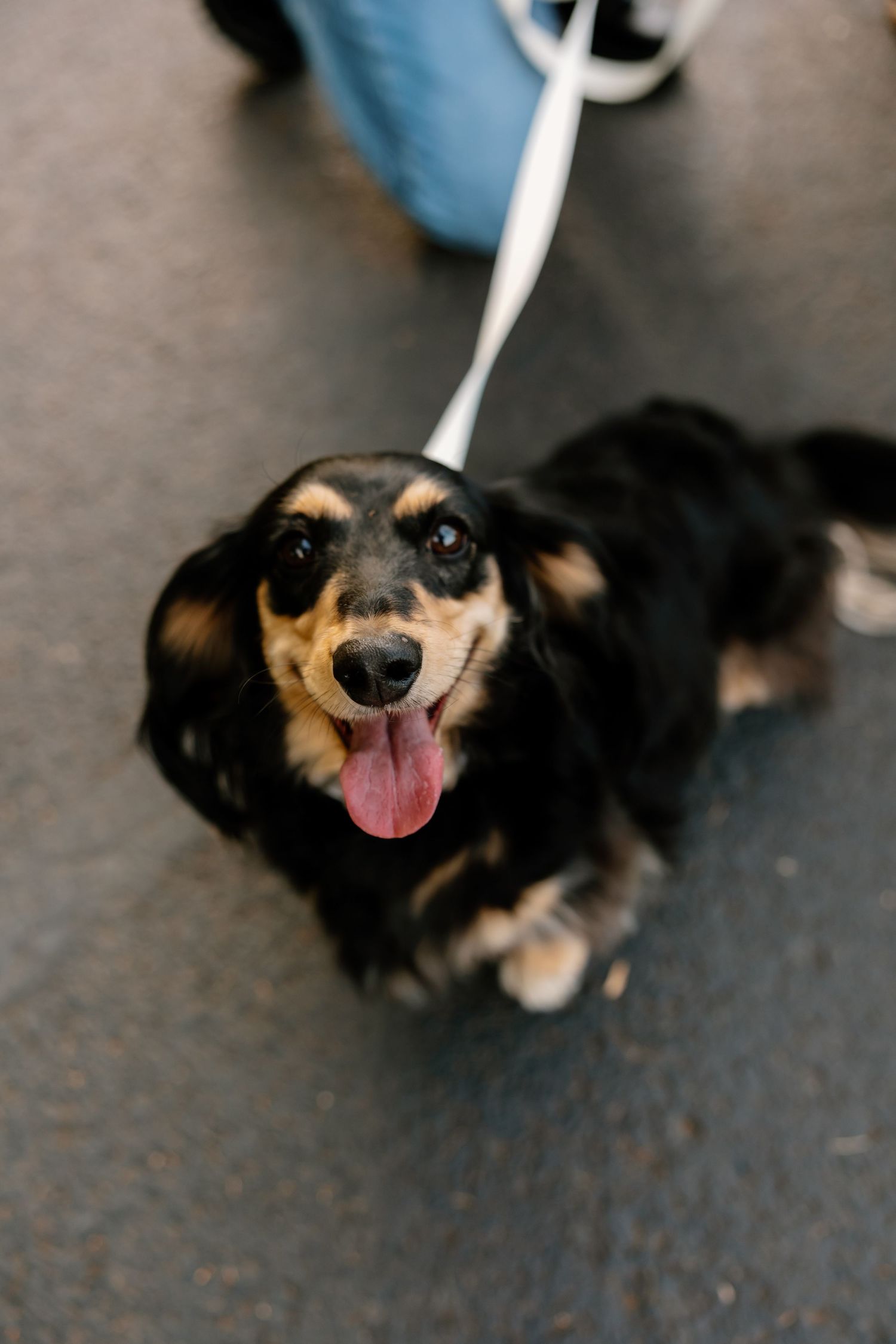 A happy black and tan dog with its tongue out is photographed from above while walking on a leash. Riley Ro Photo Sioux Falls, SD