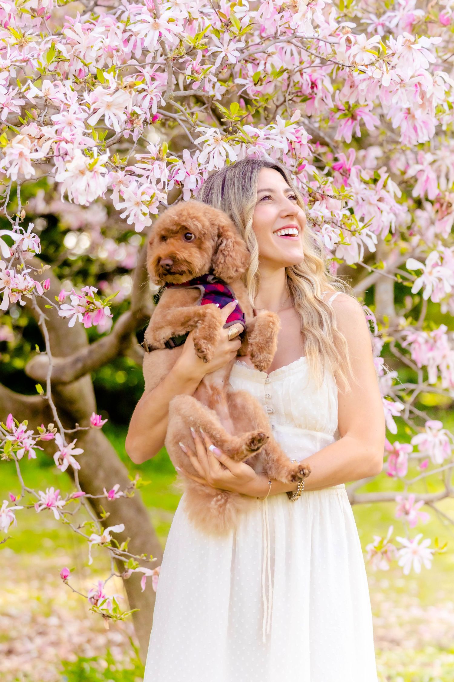 A playful moment under blooming cherry blossoms with a small brown dog and white dress.