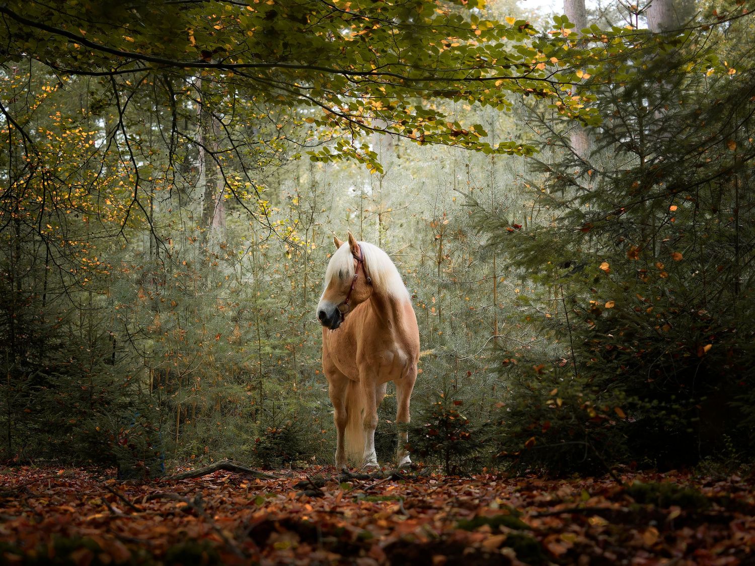 A majestic palomino horse stands alone in a misty autumn forest with fallen leaves and golden foliage overhead.