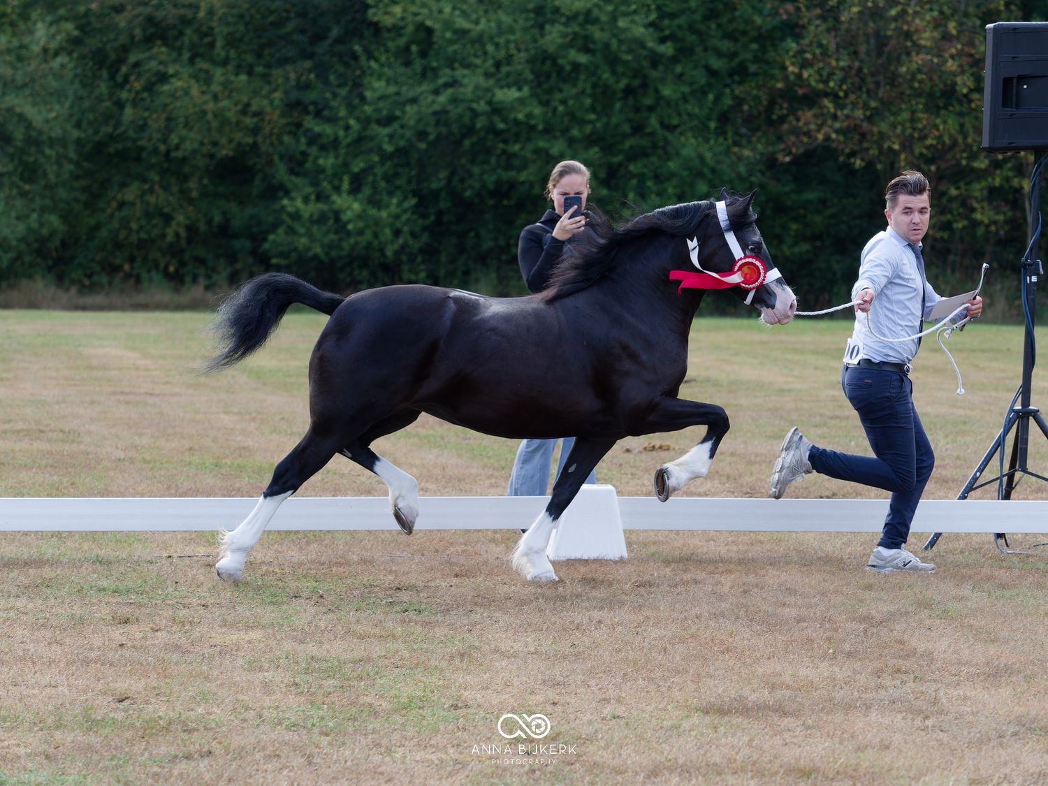 Black horse with white socks trotting at an outdoor show, led by two handlers on a grass arena.