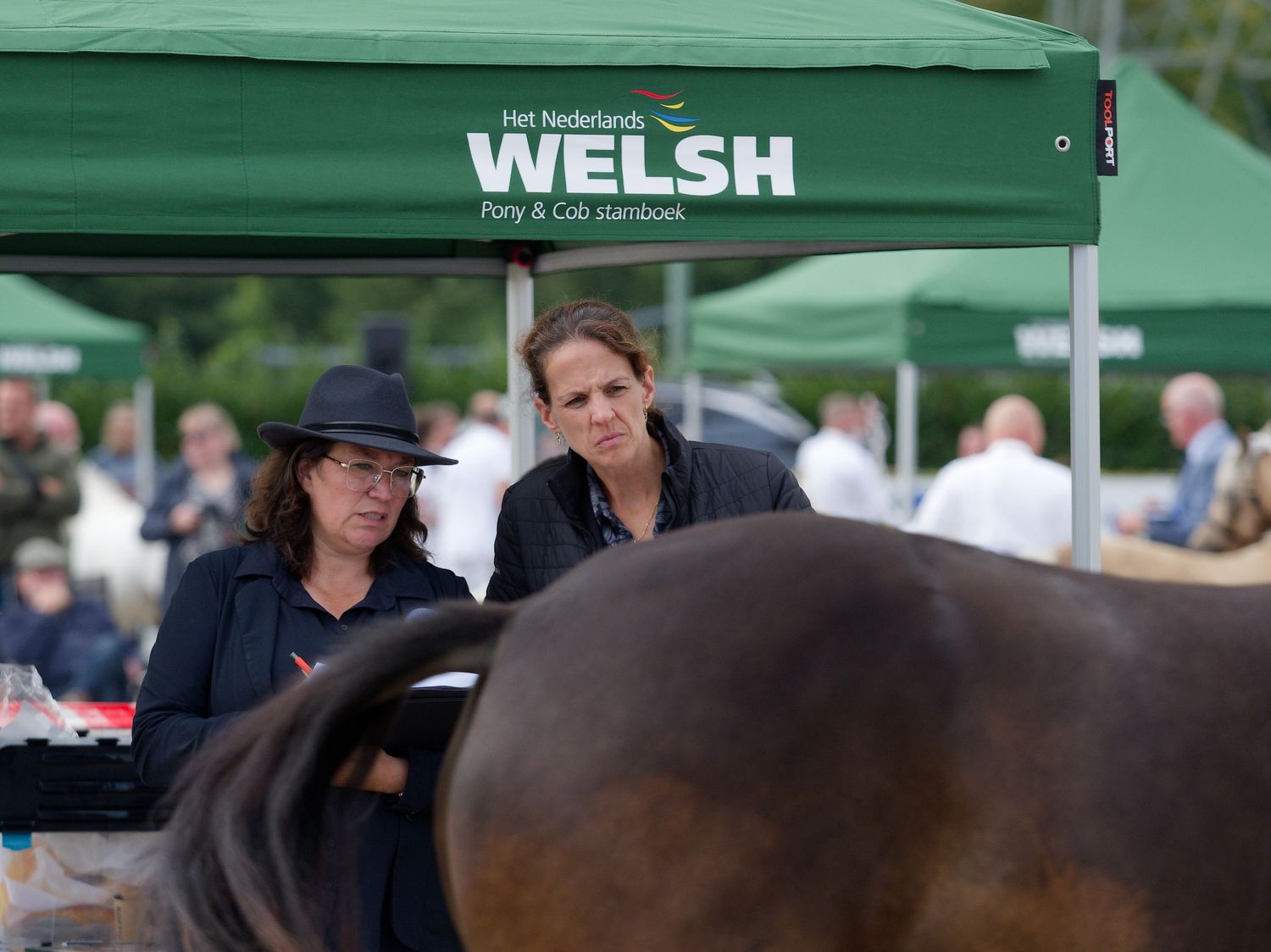 Welsh pony show ring with green tent canopies and handlers presenting horses.