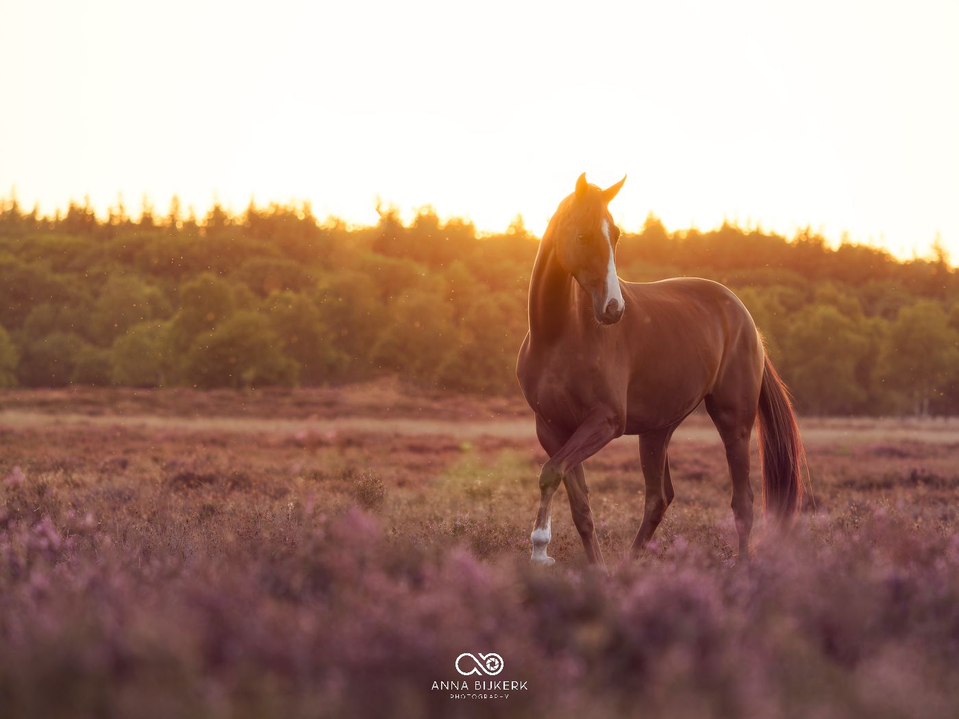 Silhouettes of horses standing in a meadow at sunset with warm golden light.