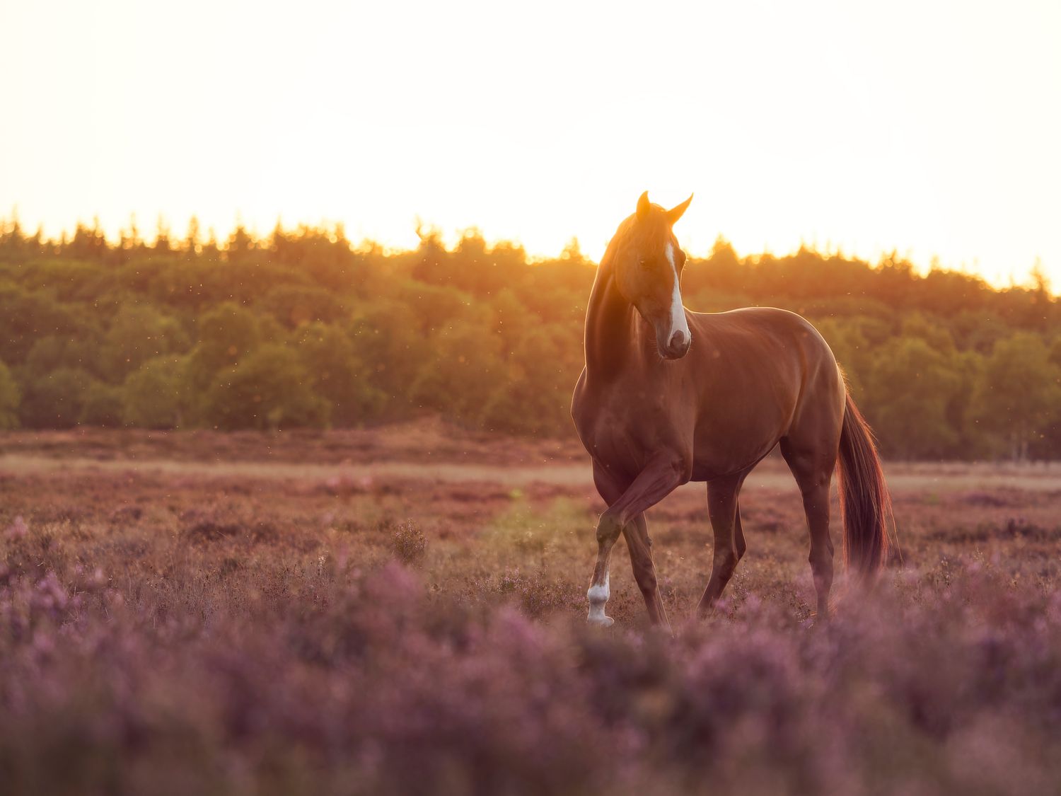 A horse and rider silhouetted against a golden sunset in a purple heather field.