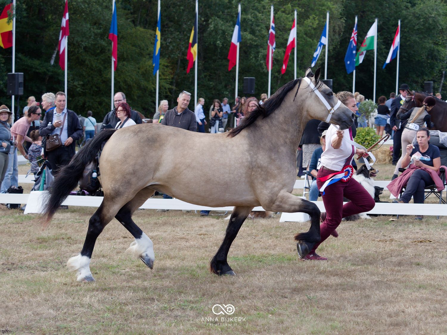 A buckskin horse trotting at an outdoor show with international flags and spectators in the background.