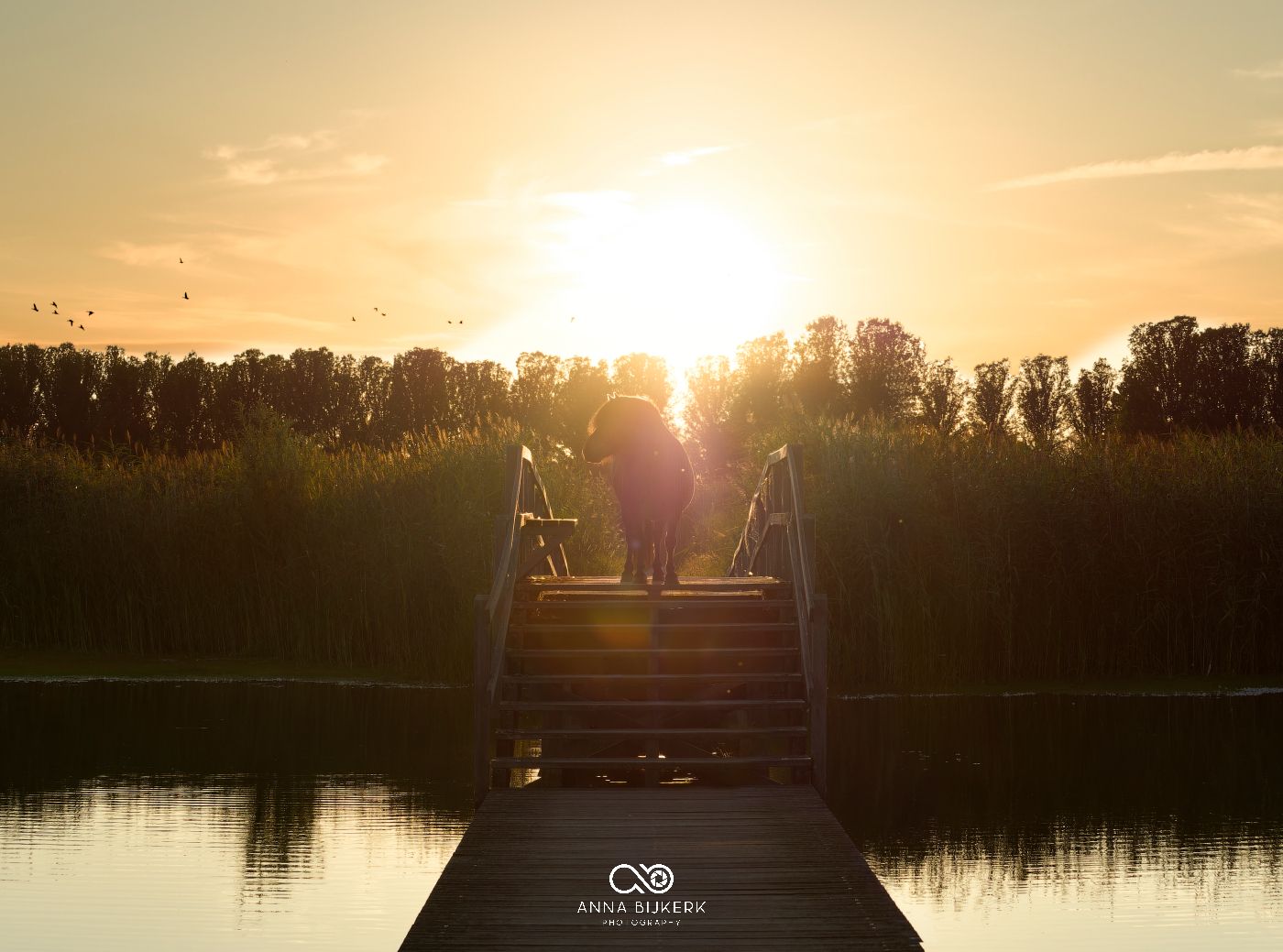 A silhouette of a horse on a dock at sunset.