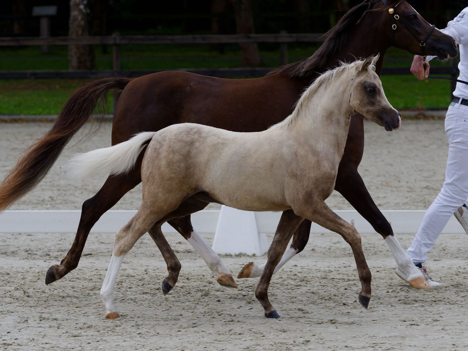Light and dark colored horses move in sequence across a sandy arena.