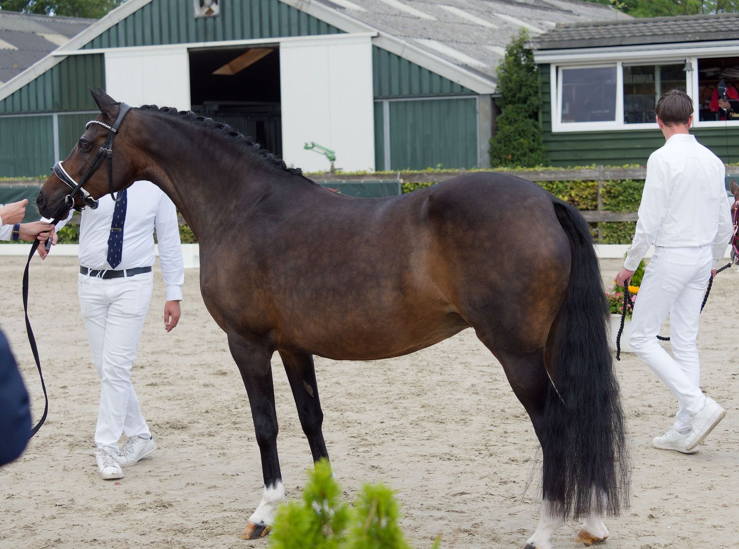 Handlers in white uniforms present horses for evaluation in an outdoor arena.