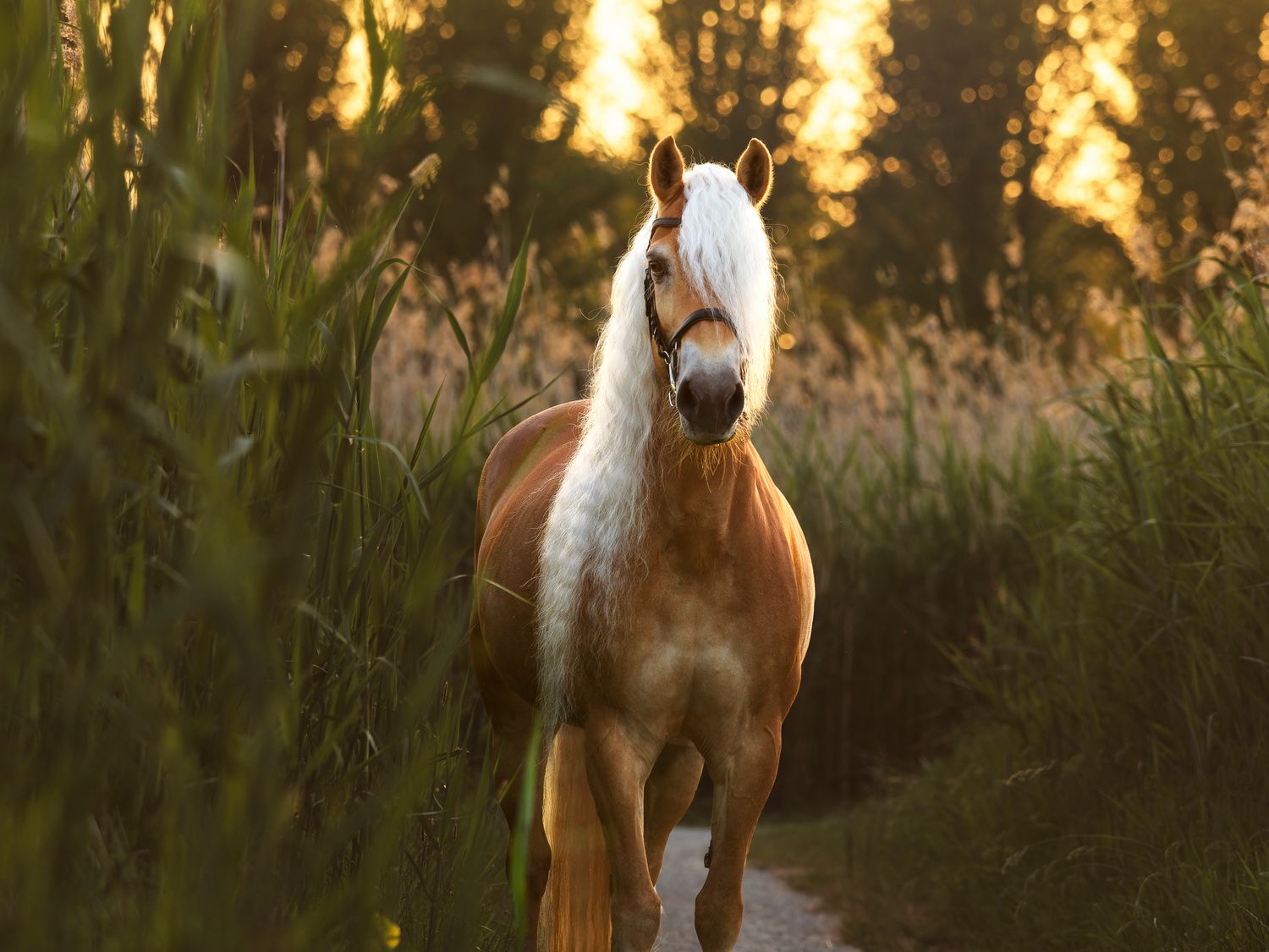 A brown and white horse stands in tall grass at sunset with golden light filtering through trees.