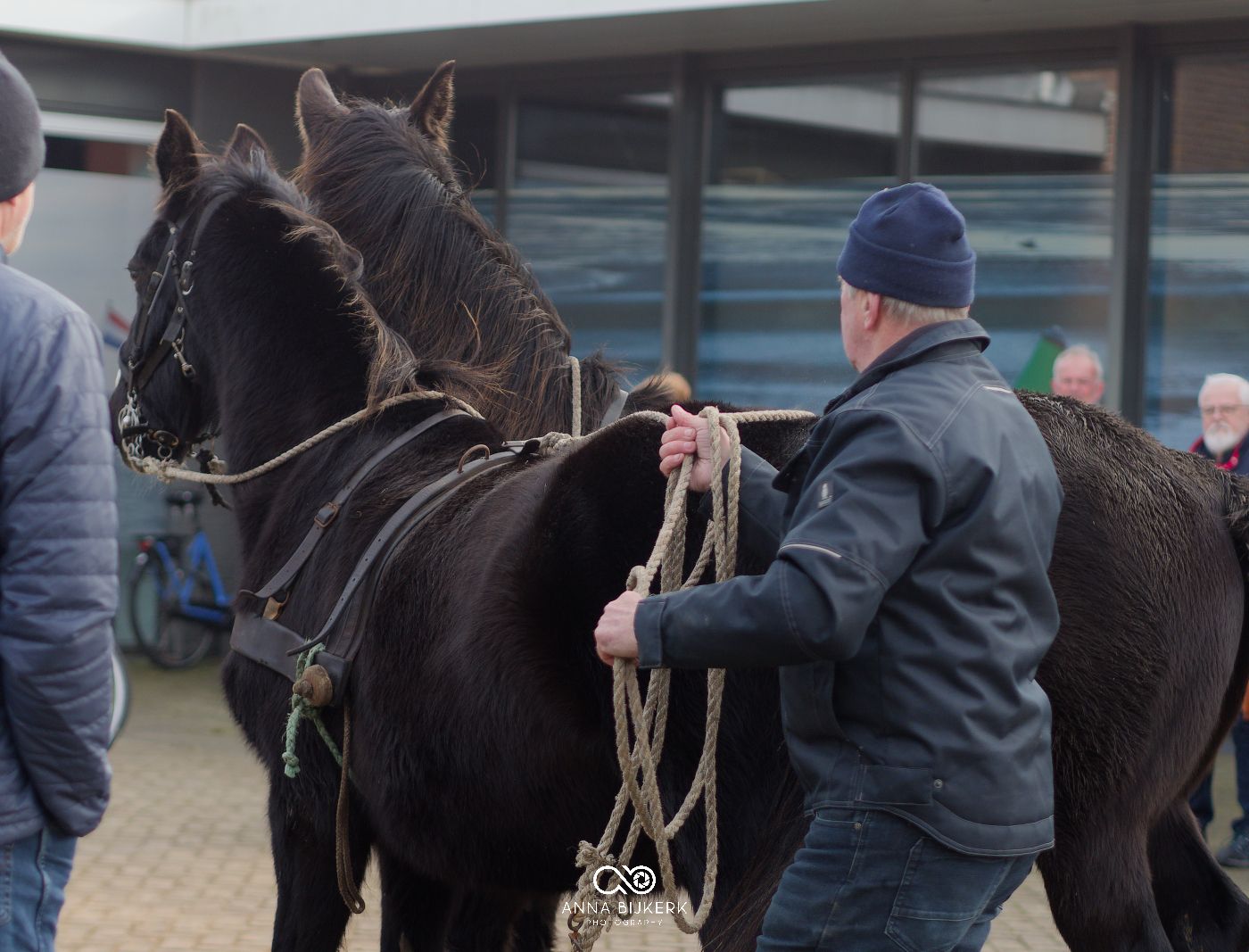 Person in dark winter clothing leads a large black horse through a paved outdoor area in cold weather.