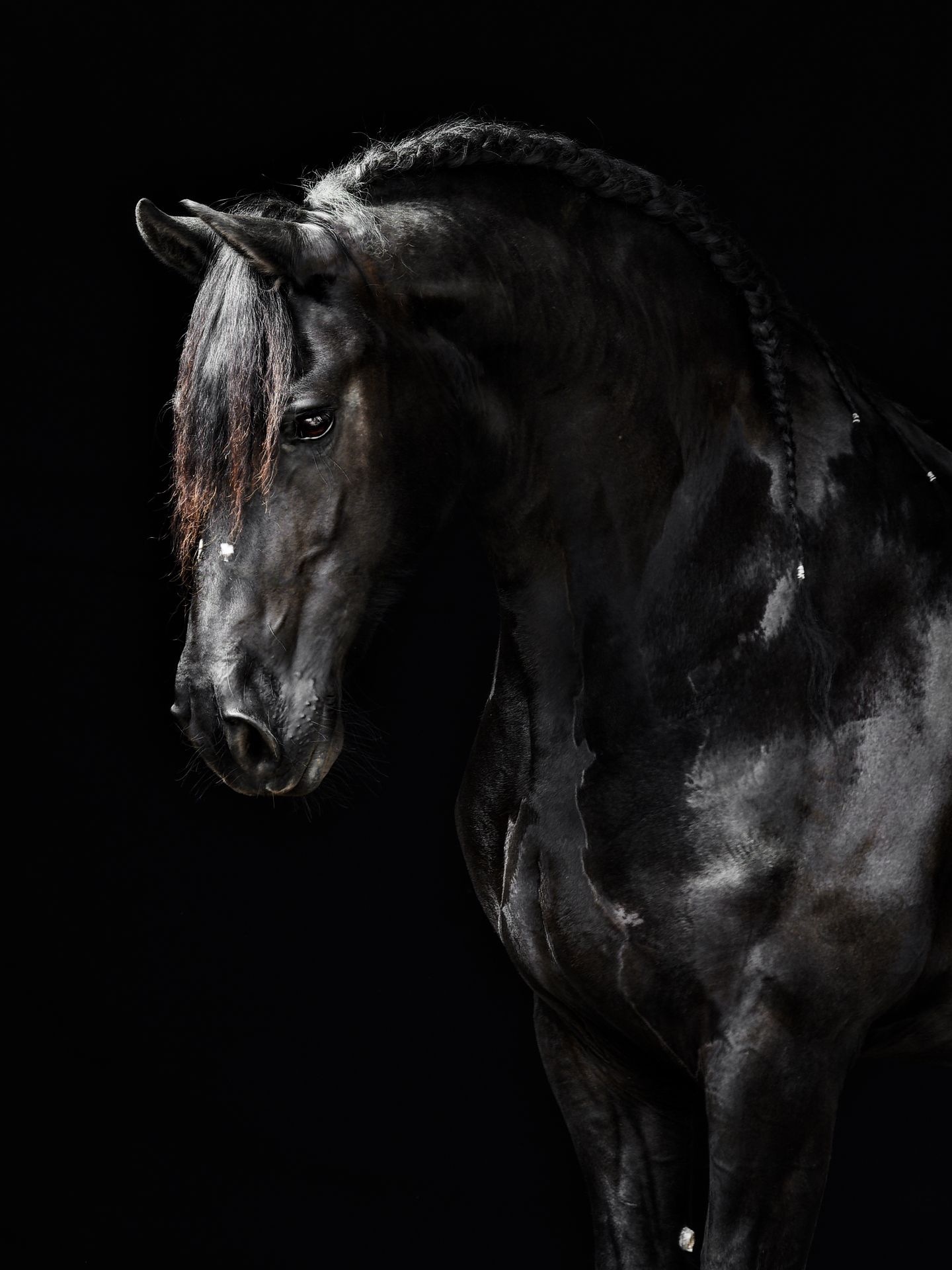 A dramatic black and white portrait series of a majestic dark horse against a black background showing different angles.