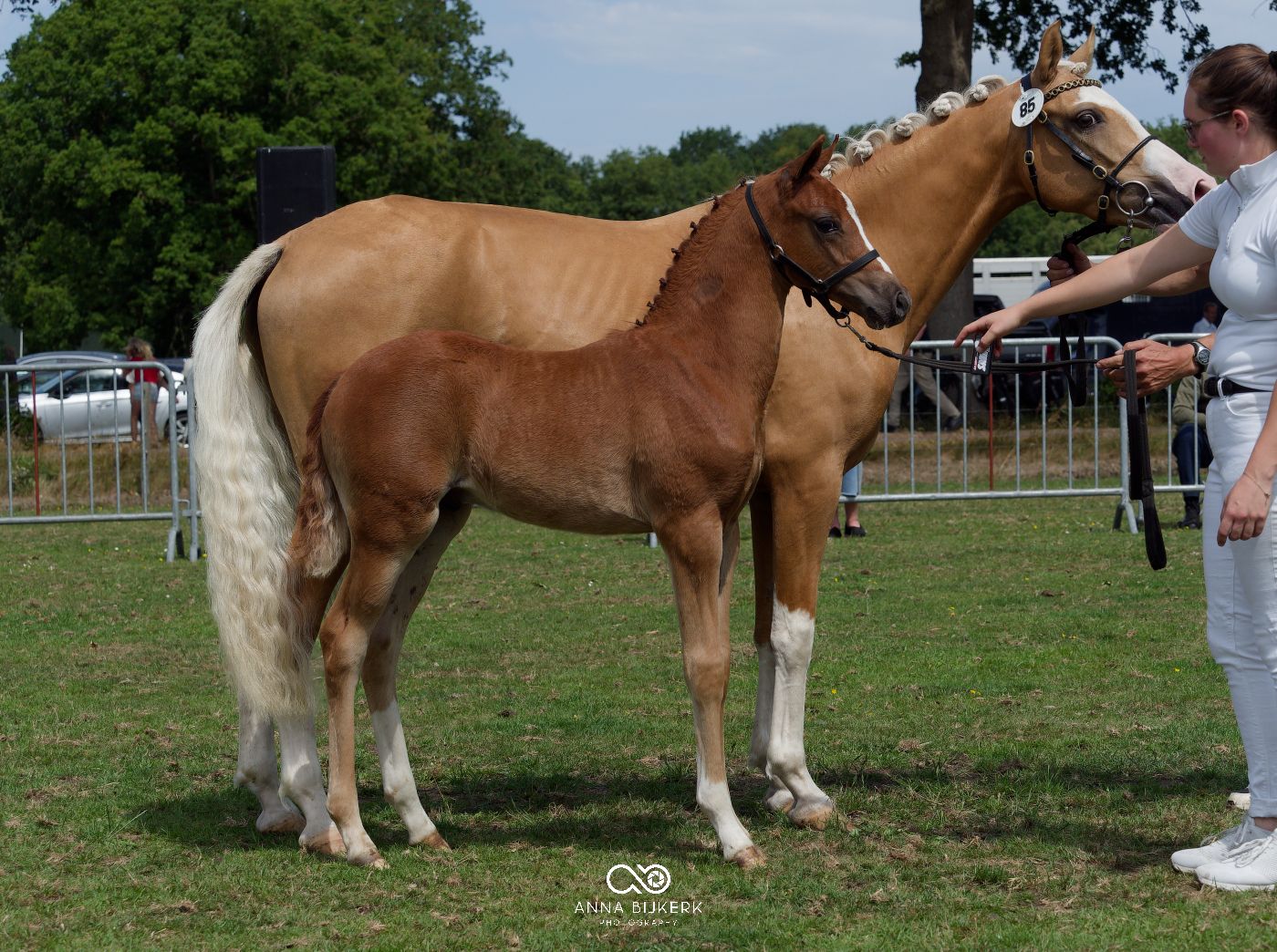 Various breeds of horses lined up for evaluation at a competitive show event.