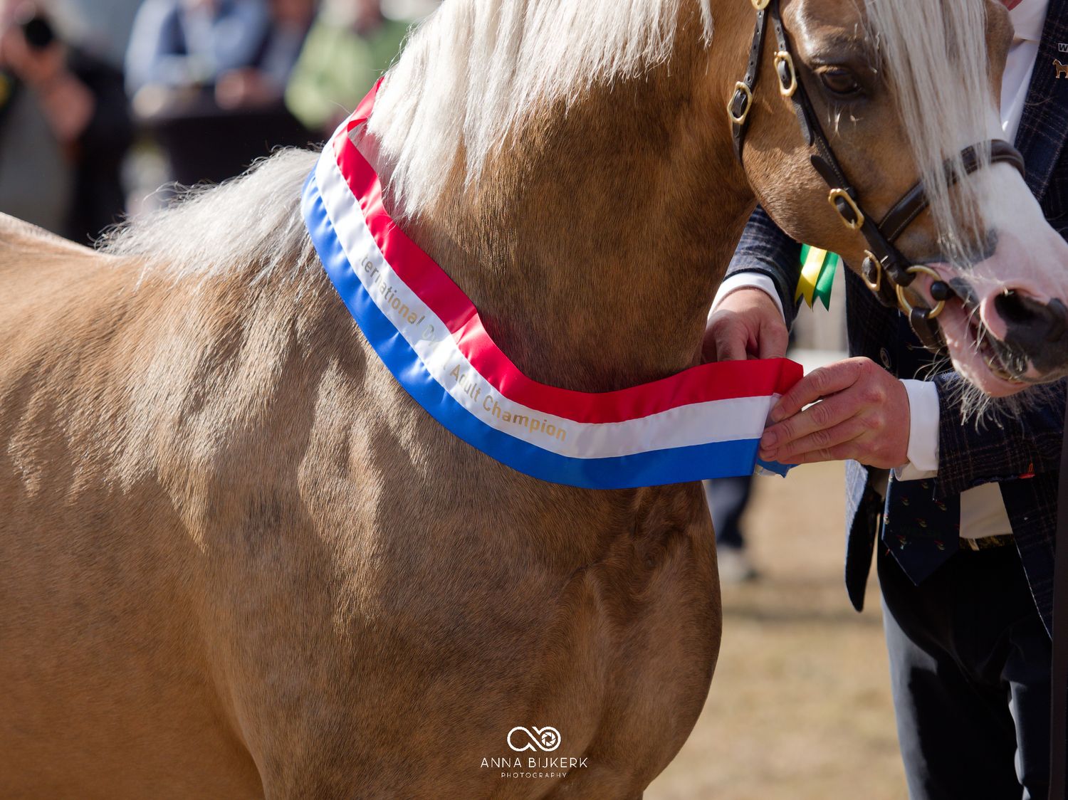 A chestnut horse wearing a red, white, and blue ribbon award sash at an equestrian show competition.