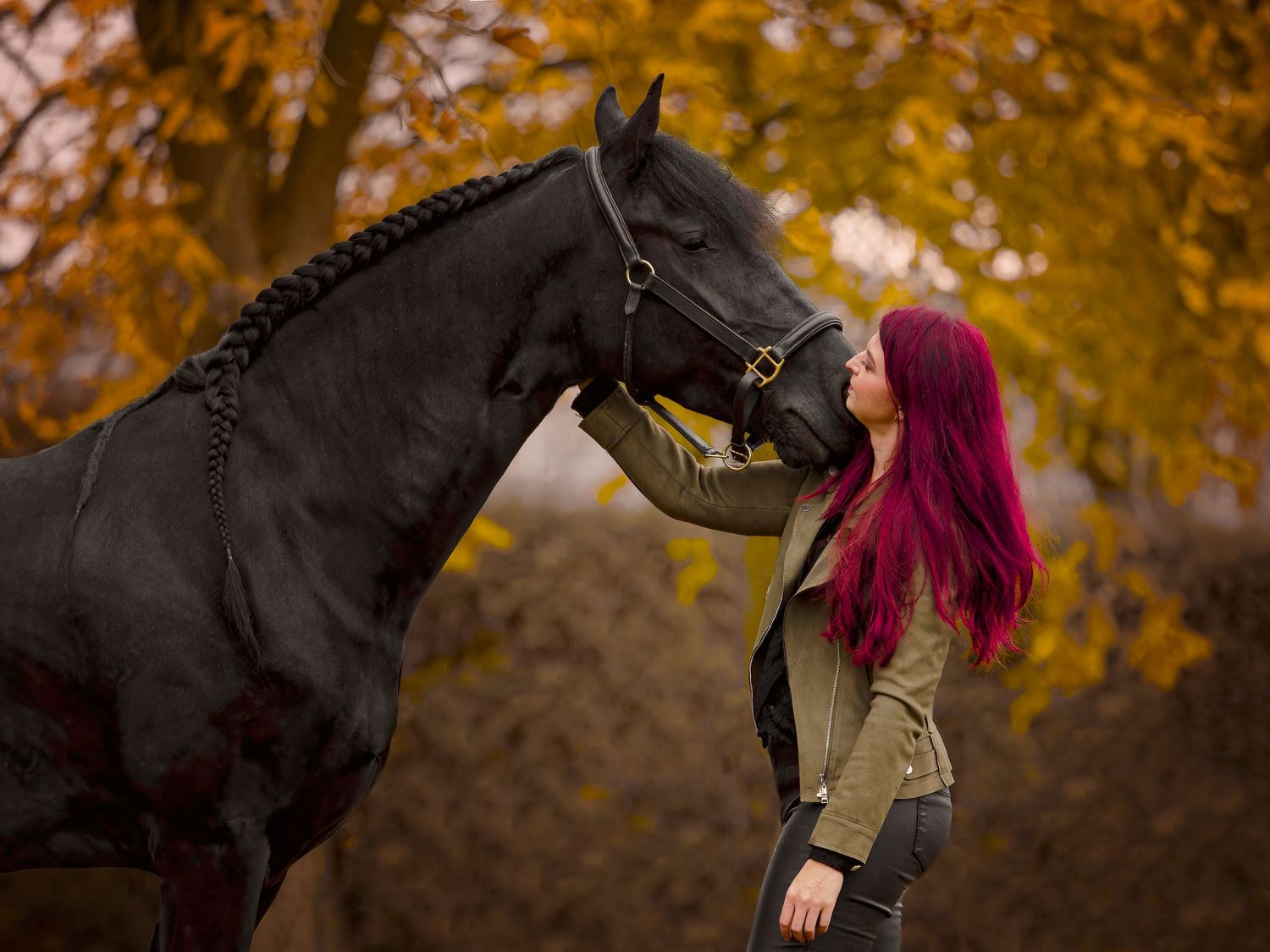 Black horse with braided mane against vibrant autumn foliage background.