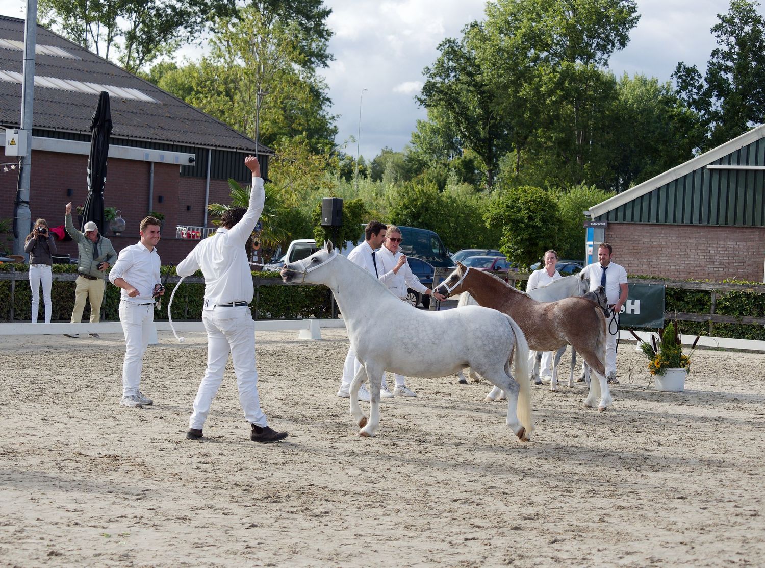 Horse handlers in white attire guide horses through an evaluation in a sandy arena.