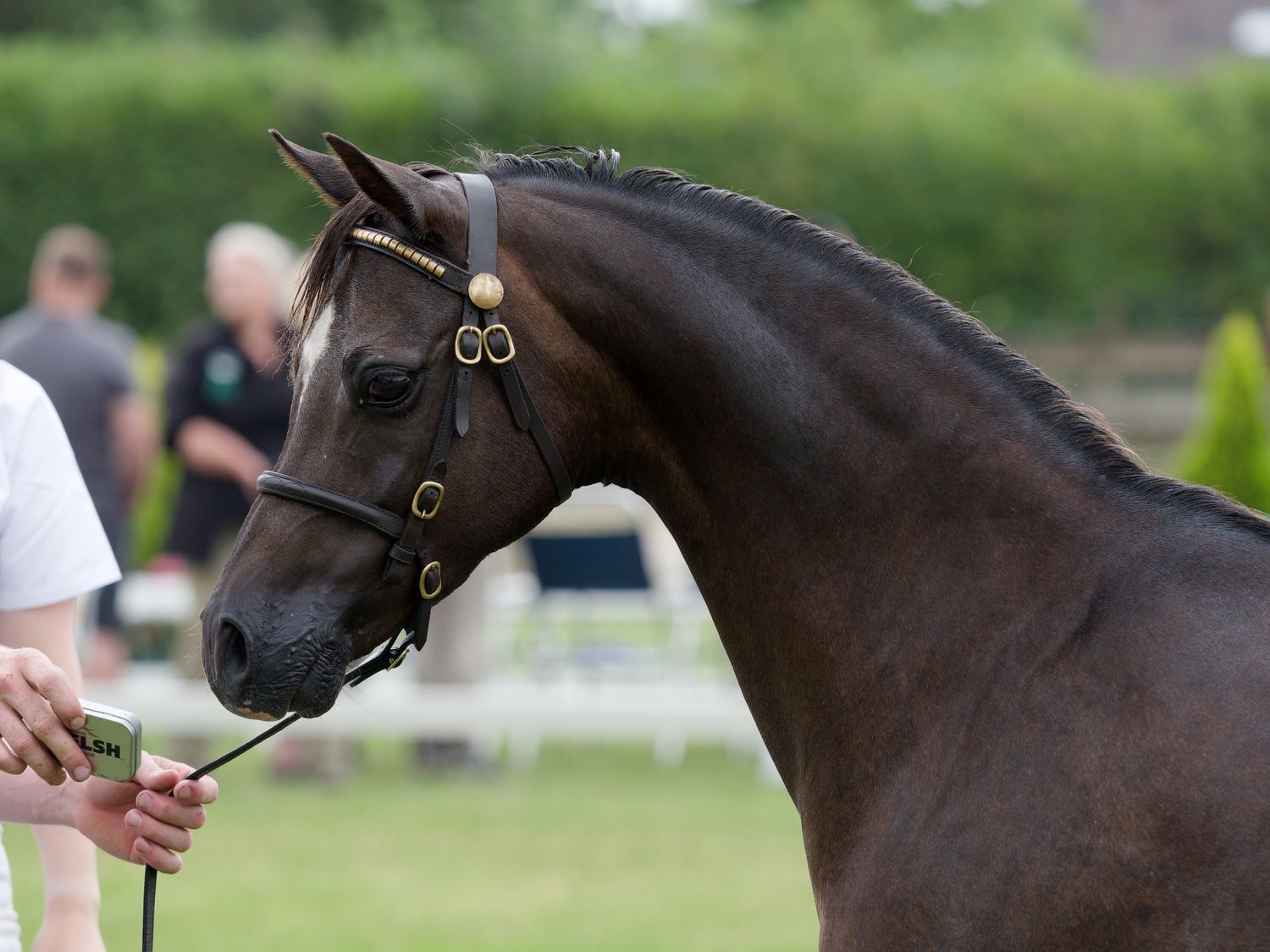 Het prachtig hoofd van een sectie B pony tijdens de NWPCS 2026 regionale keuring in Heteren. Gefotografeerd door Anna Bijkerk Photography.