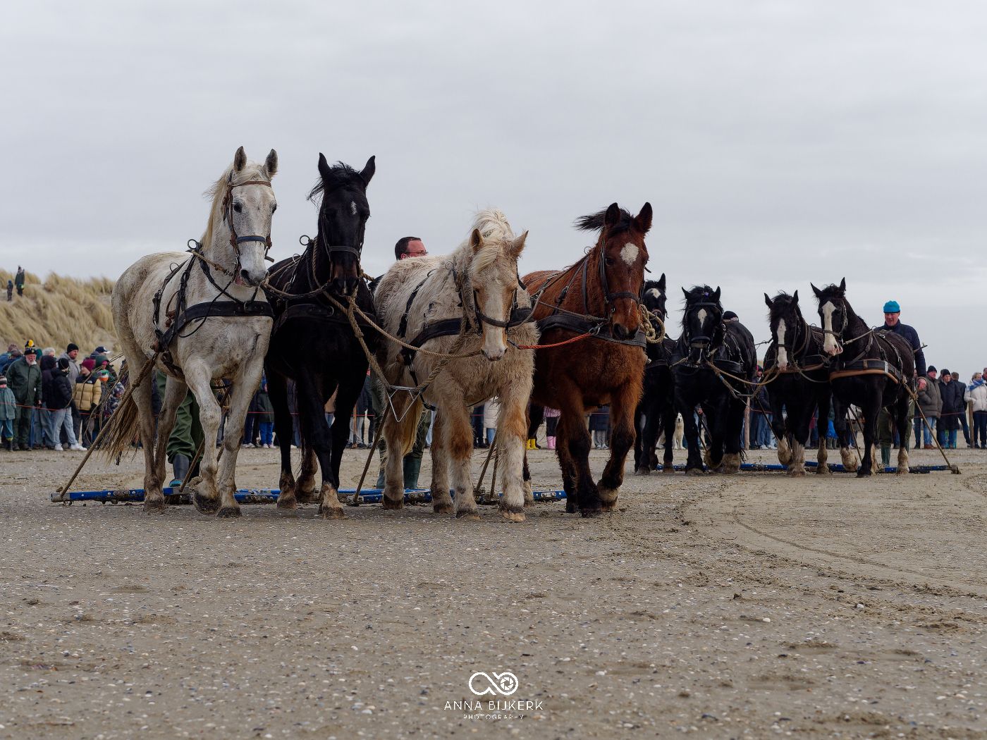 A line of horses and riders gather on a sandy beach during an equestrian event.