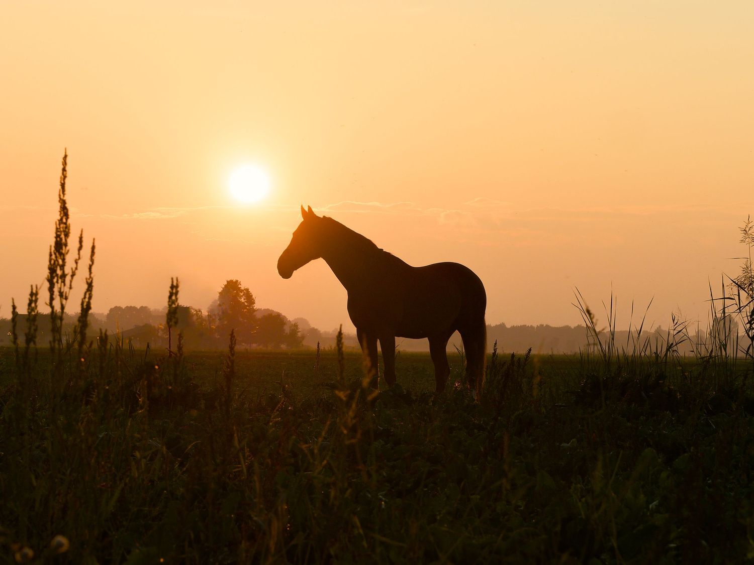 Silhouette of a horse standing in a field at golden sunset with warm orange sky backdrop.