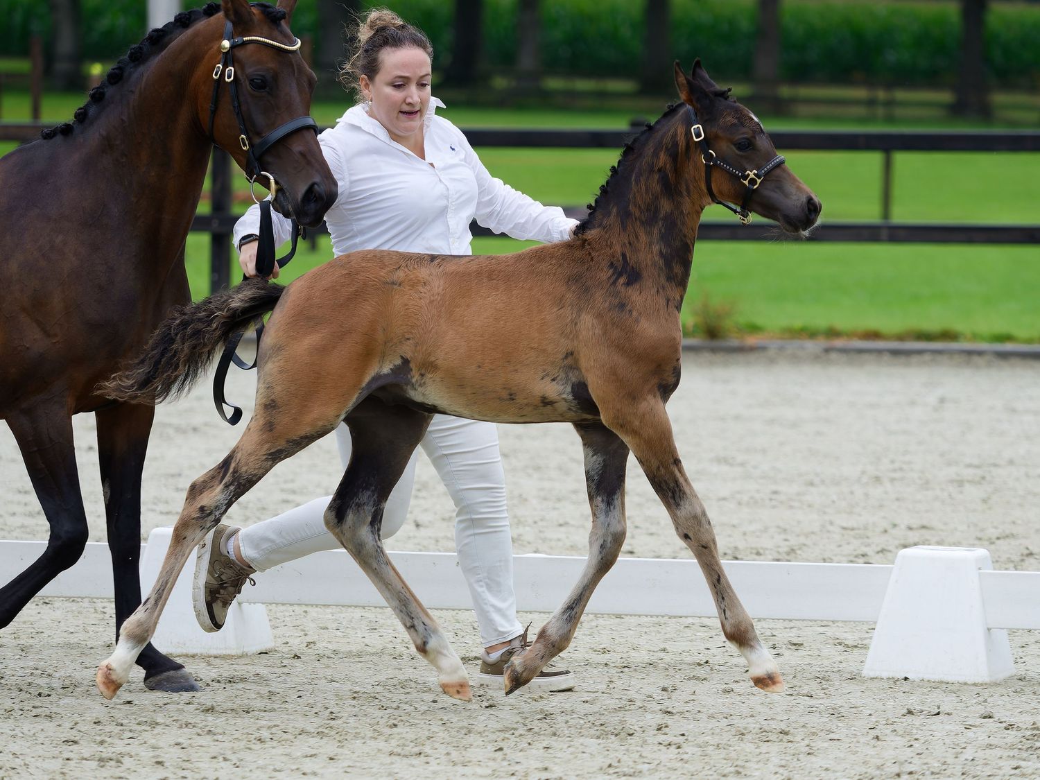 Young foals trot alongside adult horses in a sandy show arena.