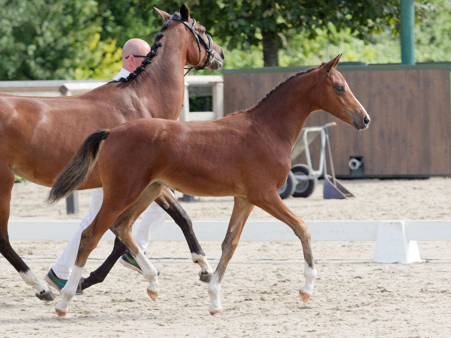 Brown horses trot in sequence across a sandy arena during an equestrian presentation.