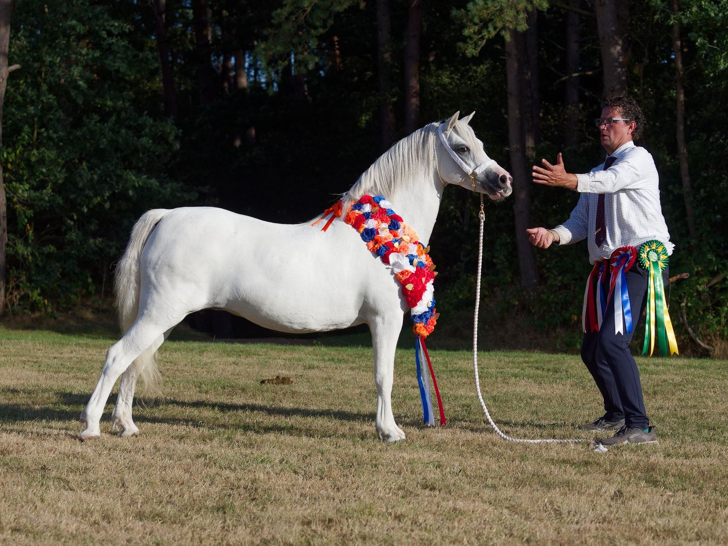White Arabian horse adorned with colorful ribbons being shown by a handler at an outdoor horse show competition.