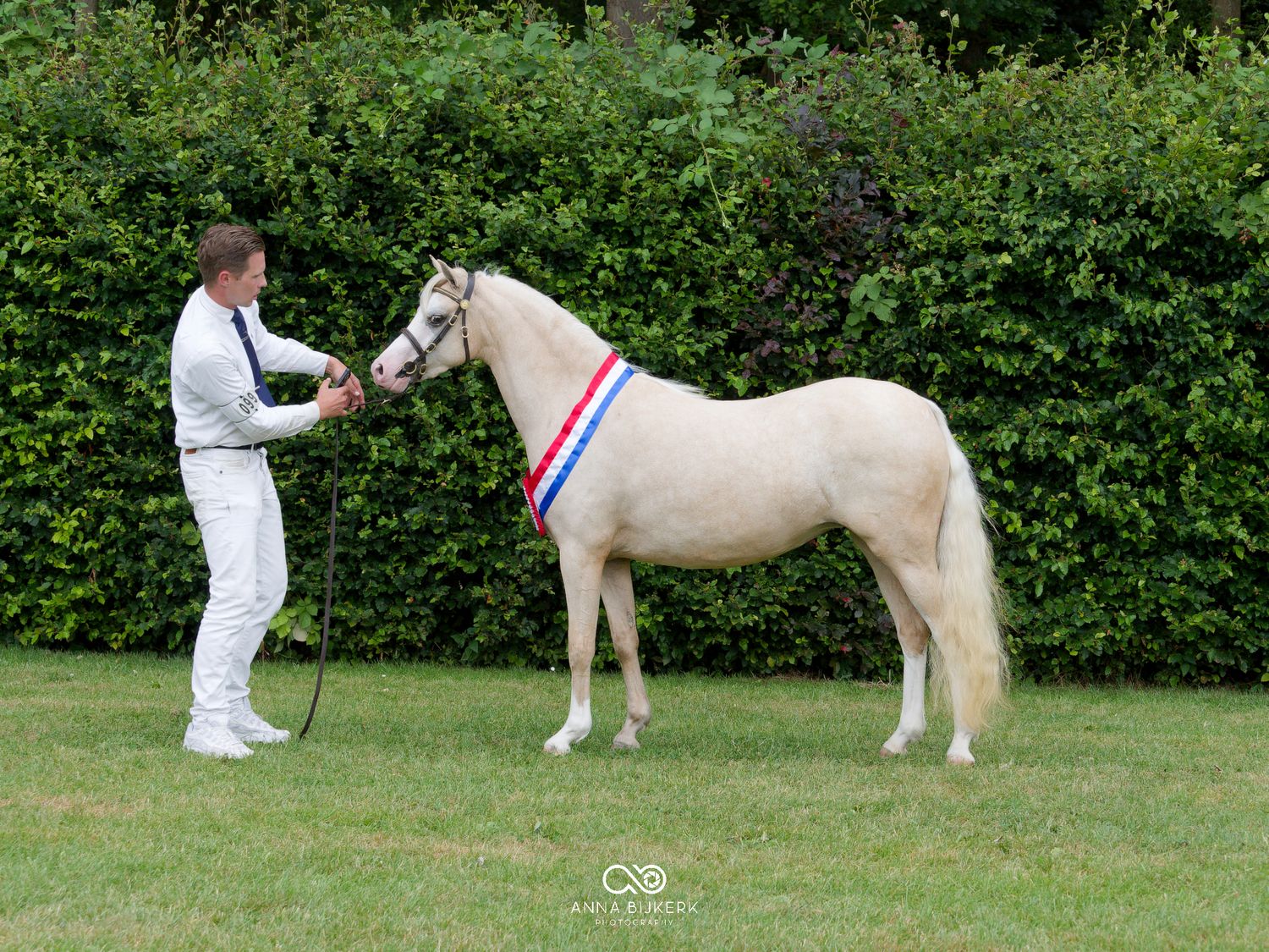 A white horse wearing a red and blue ribbon stands on green grass, held by a man in white clothing.