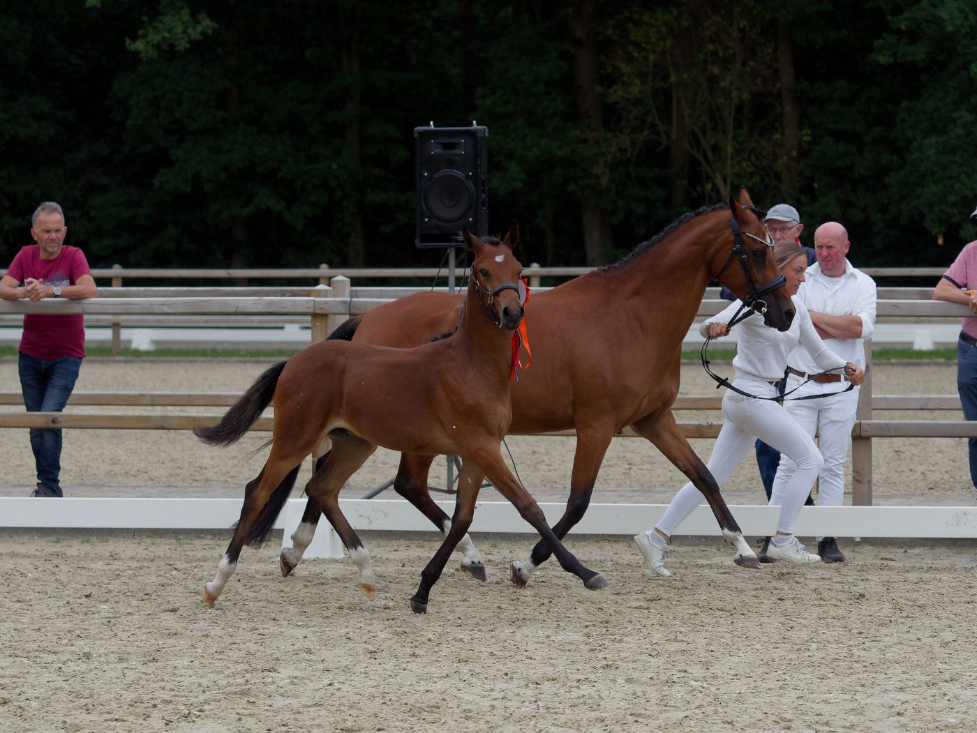 Horses and handlers move around a sandy show ring during a competitive presentation.