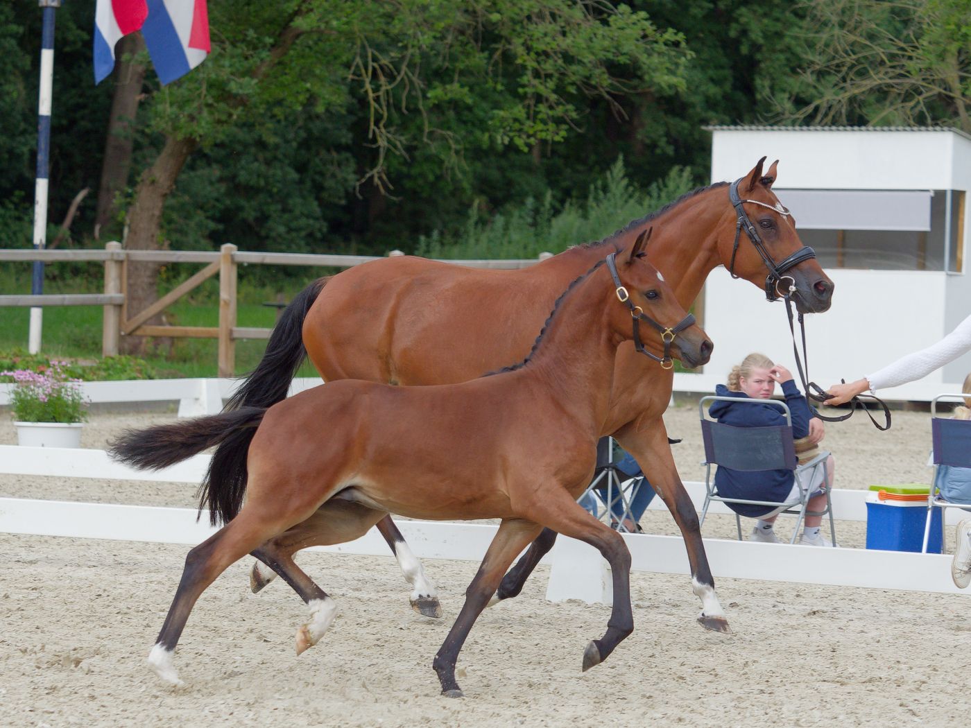 Brown horses trot around a sandy arena during an equestrian competition.