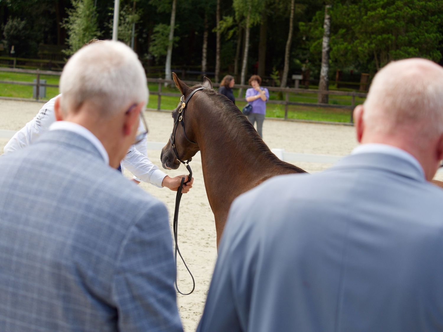 Spectators observe horses being presented in an outdoor arena during a competition.