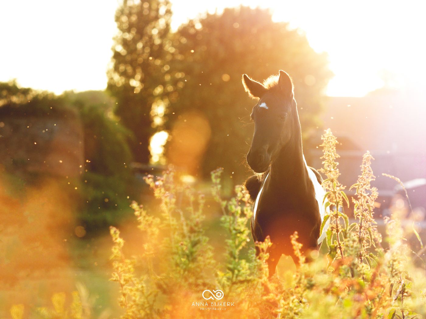 A horse silhouetted against bright sunlight in a field of wildflowers.