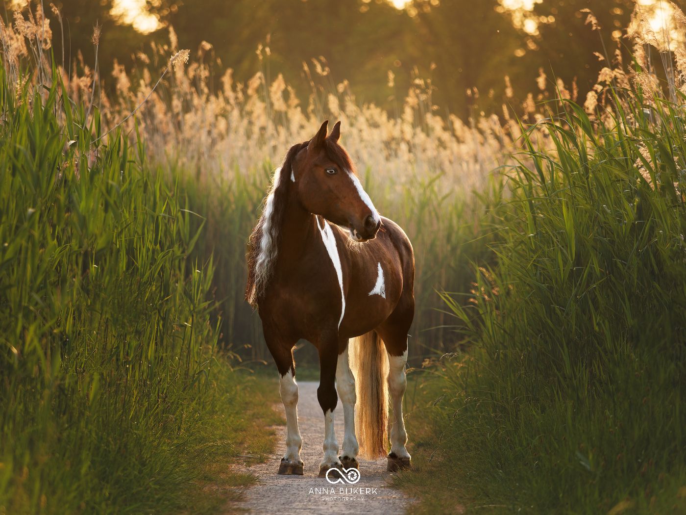 A dark horse walks along a path through tall grass backlit by golden sunlight.
