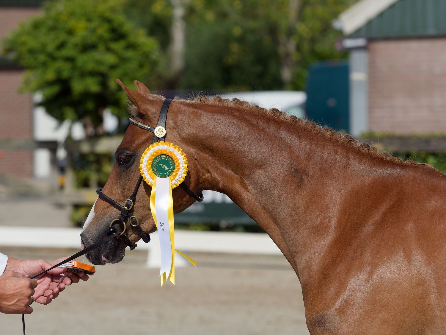 Close up of a brown horse's head with show ribbons attached to bridle.