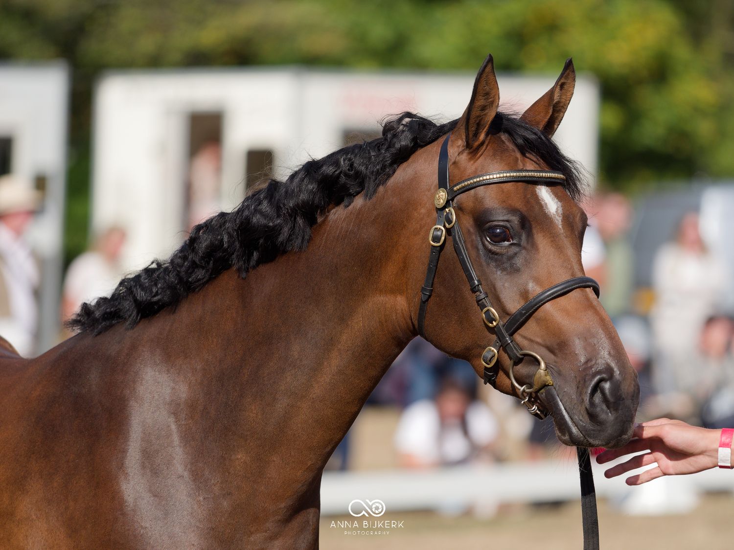 A bay horse with braided mane wearing a black bridle, photographed outdoors at an equestrian event.