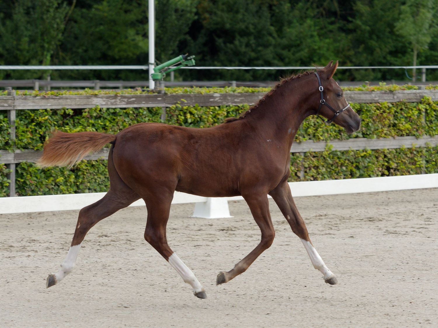 Brown horses demonstrate their movement and gait during an outdoor presentation.