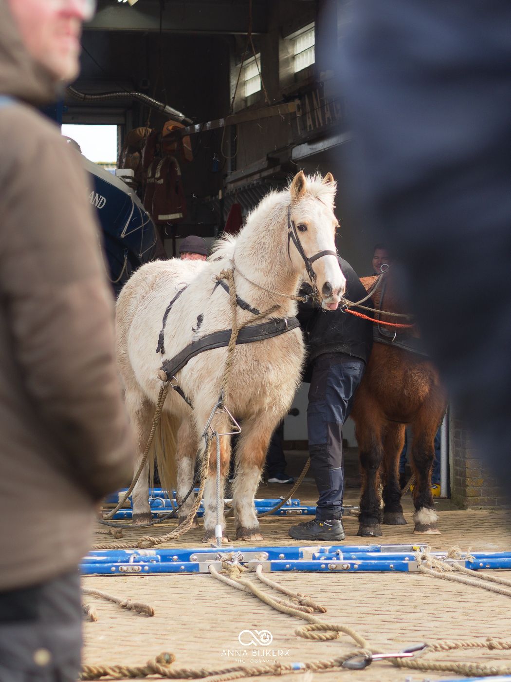 A light-colored horse practices walking across blue training platforms in an indoor stable environment.