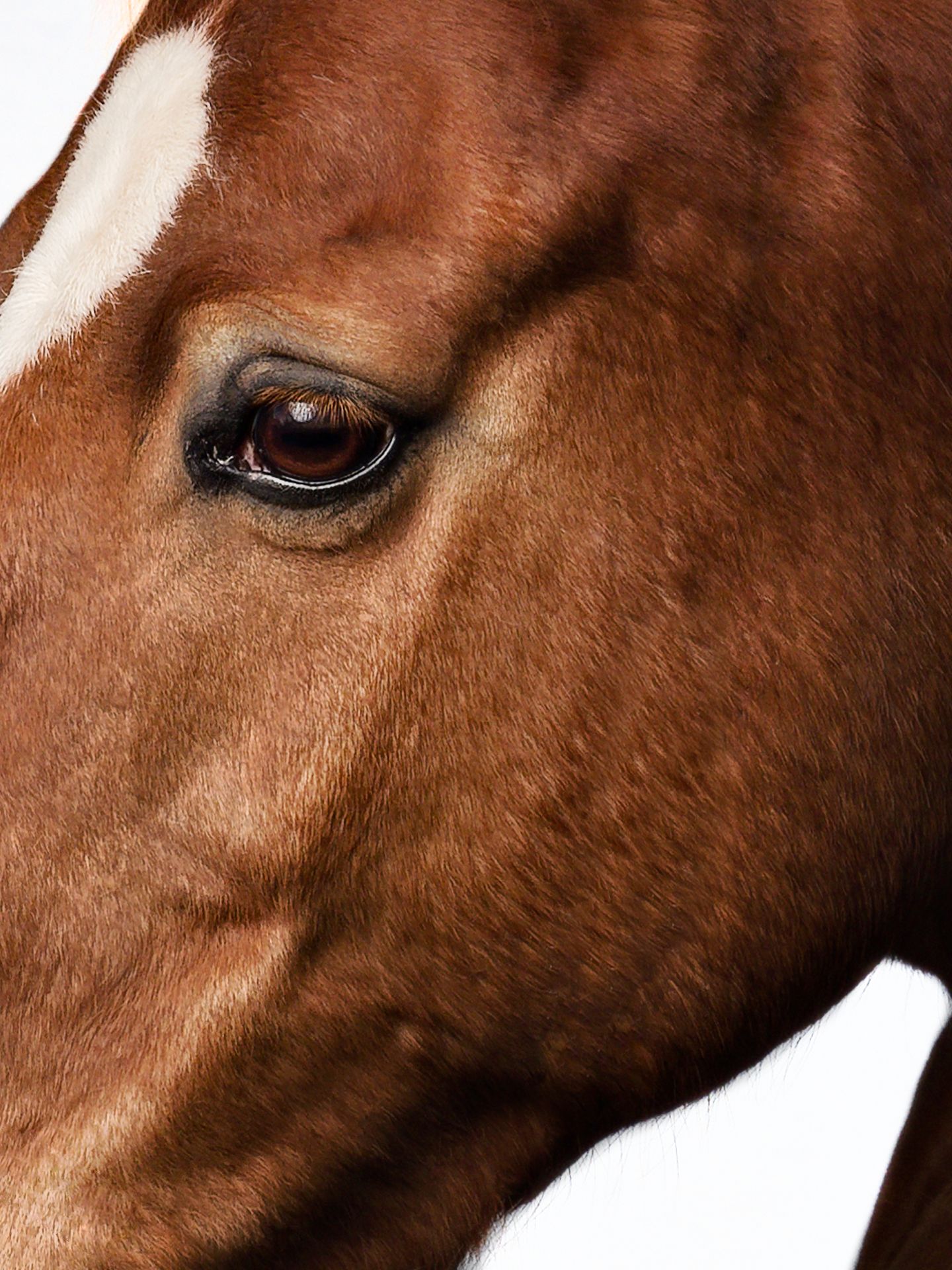 Close-up view of a chestnut brown horse's eye and facial features showing rich detail and texture in the coat.