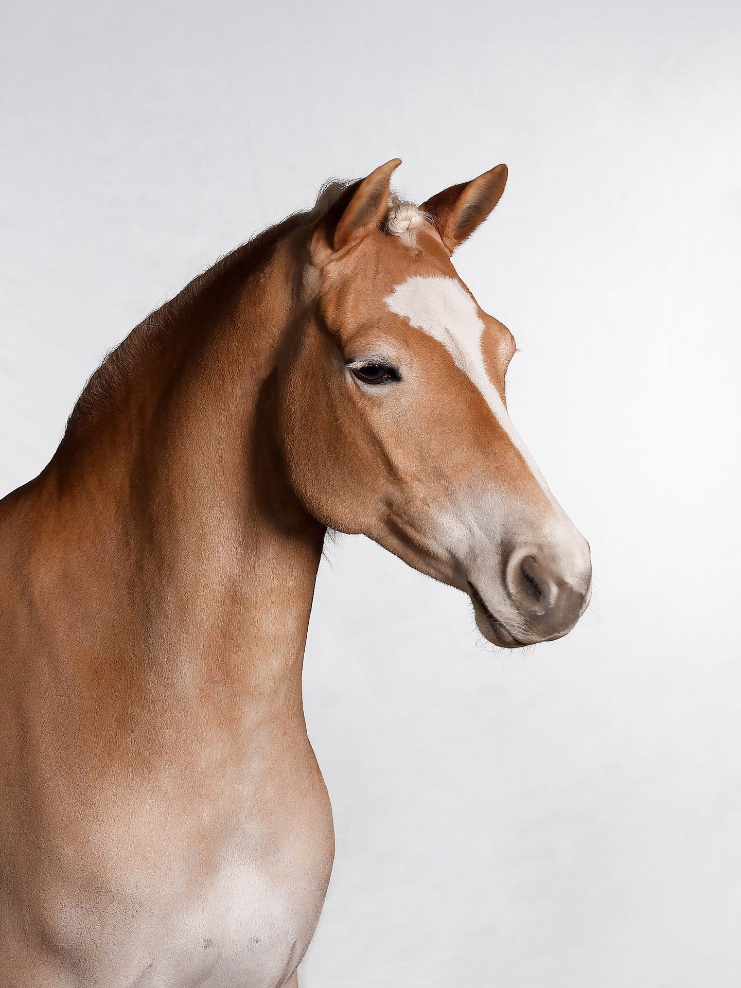 A series of artistic profile views showing a brown horse's head and neck against a light neutral background.