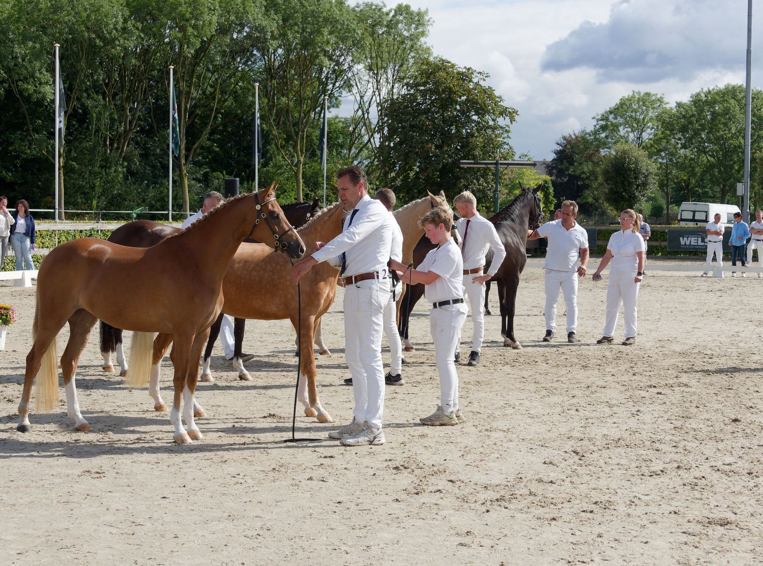Multiple horses and handlers in white uniforms stand in line during a judging event.