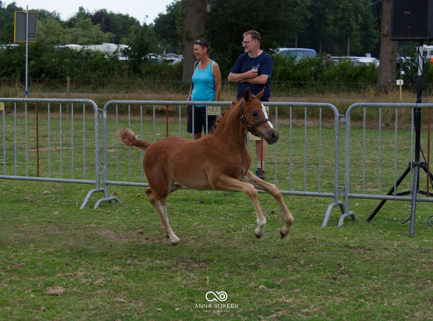 Horses trotting through a fenced arena during a competitive show event.