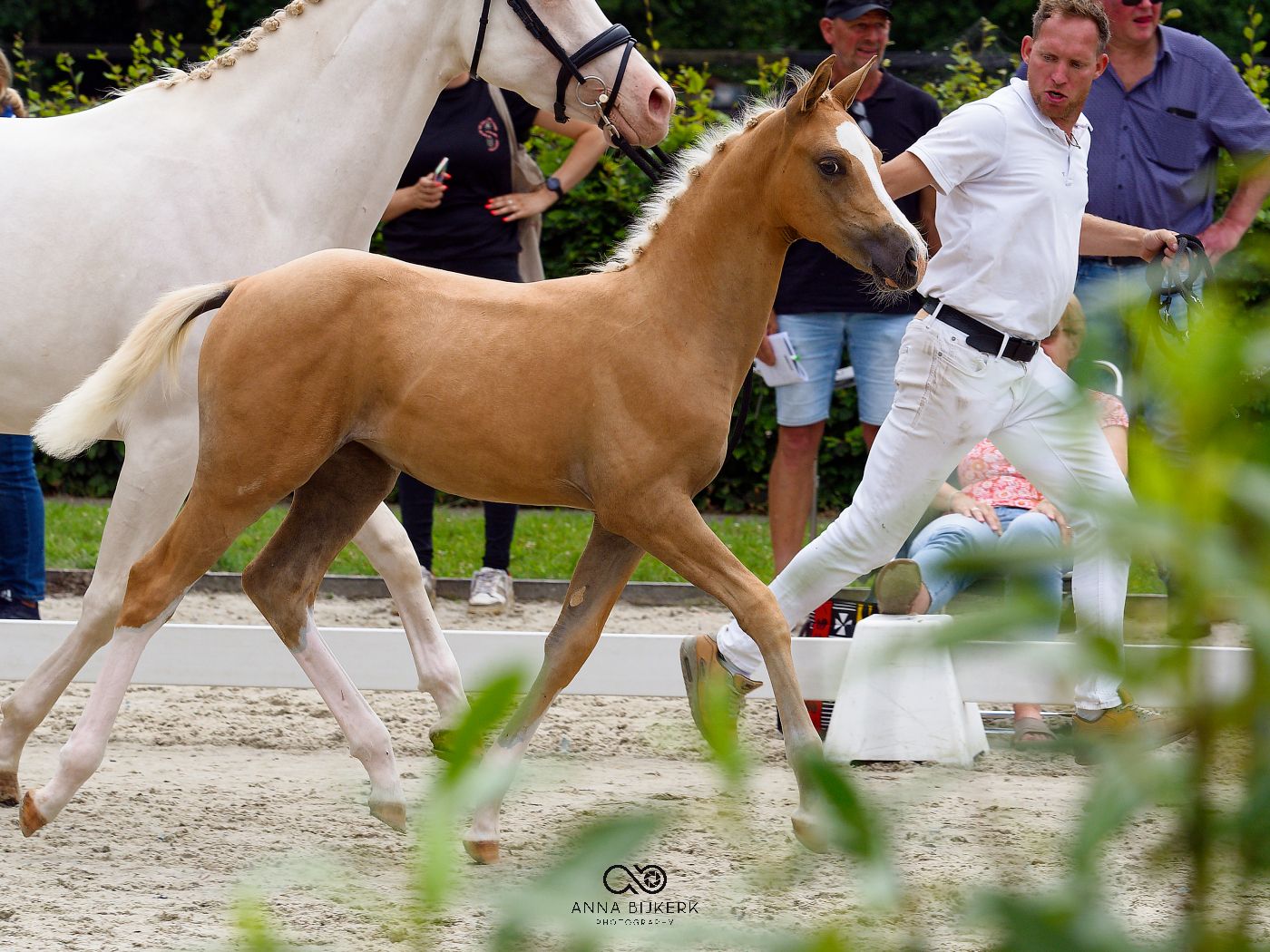 Horses being led through a sandy arena during an equestrian competition event.