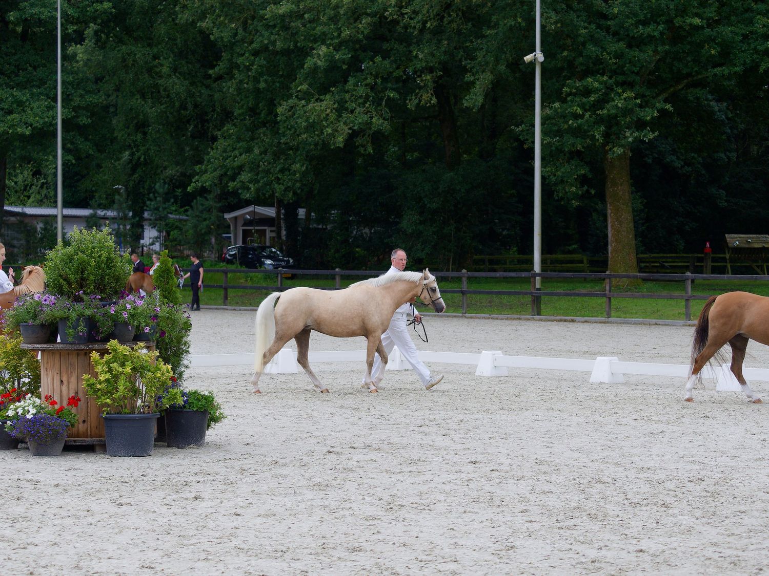 Wide view of horses and handlers in a sandy arena during an equestrian competition.