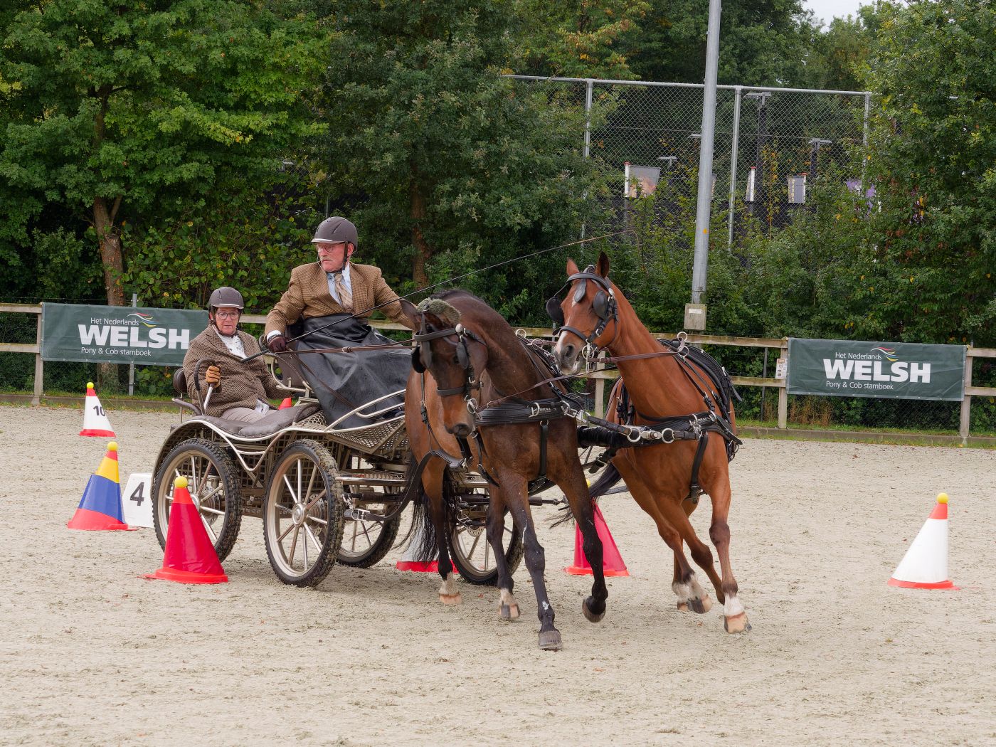 Multiple horses and carriages perform in a driving competition with orange cones marking the course.