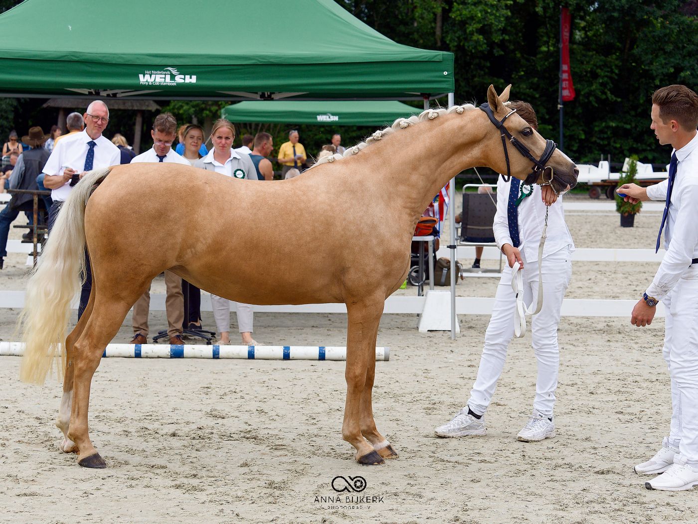 Horse and handlers standing in a sandy arena with green backdrop.
