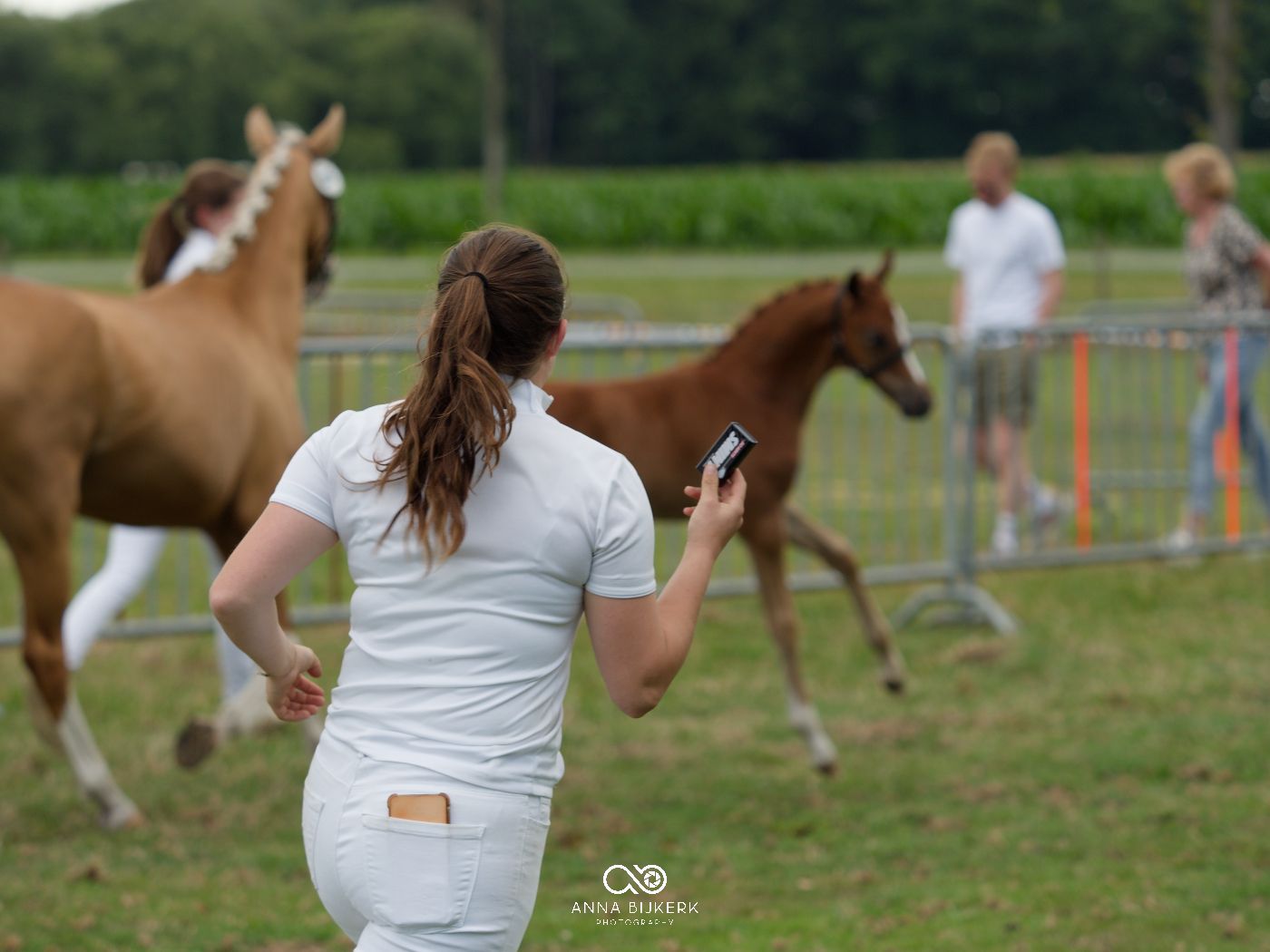 Handlers leading horses across a grassy field during an equestrian competition.