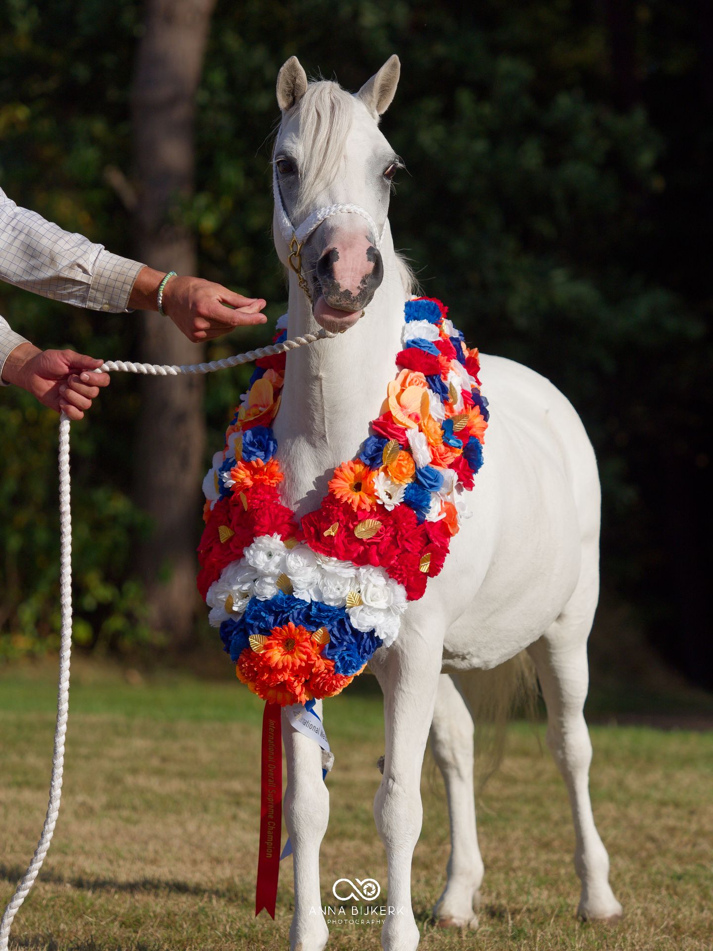 White Arabian horse adorned with colorful red, blue, and white floral garland being led by handler on green grass.