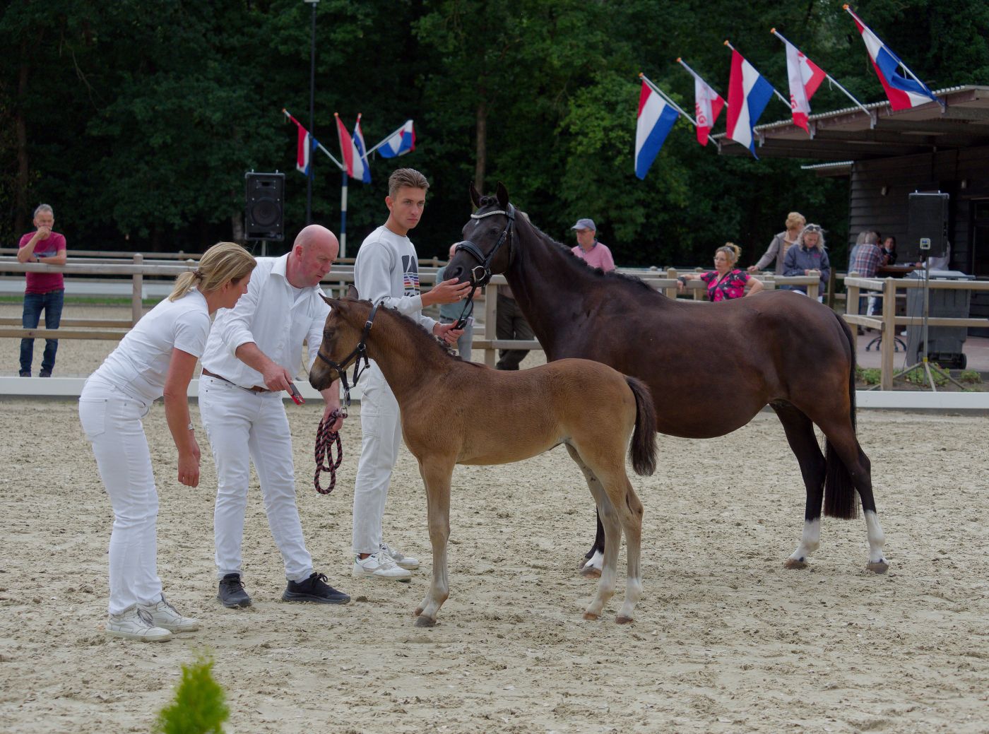 Multiple horses with handlers line up in a show ring with decorative flags in the background.