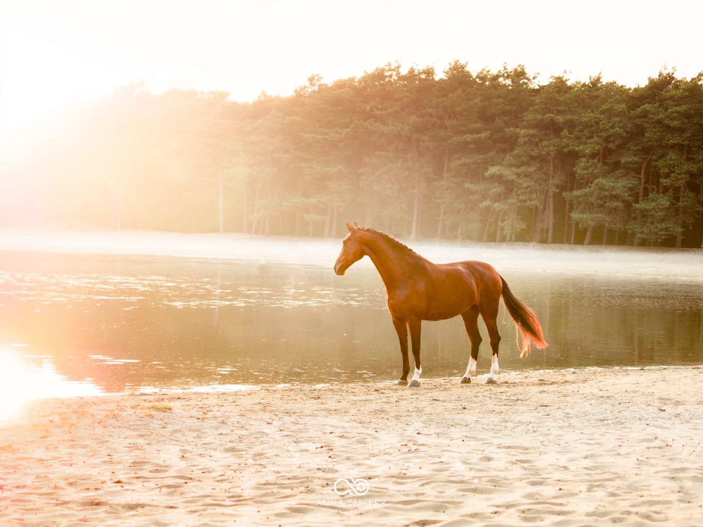 A chestnut horse stands on a misty beach during golden hour.