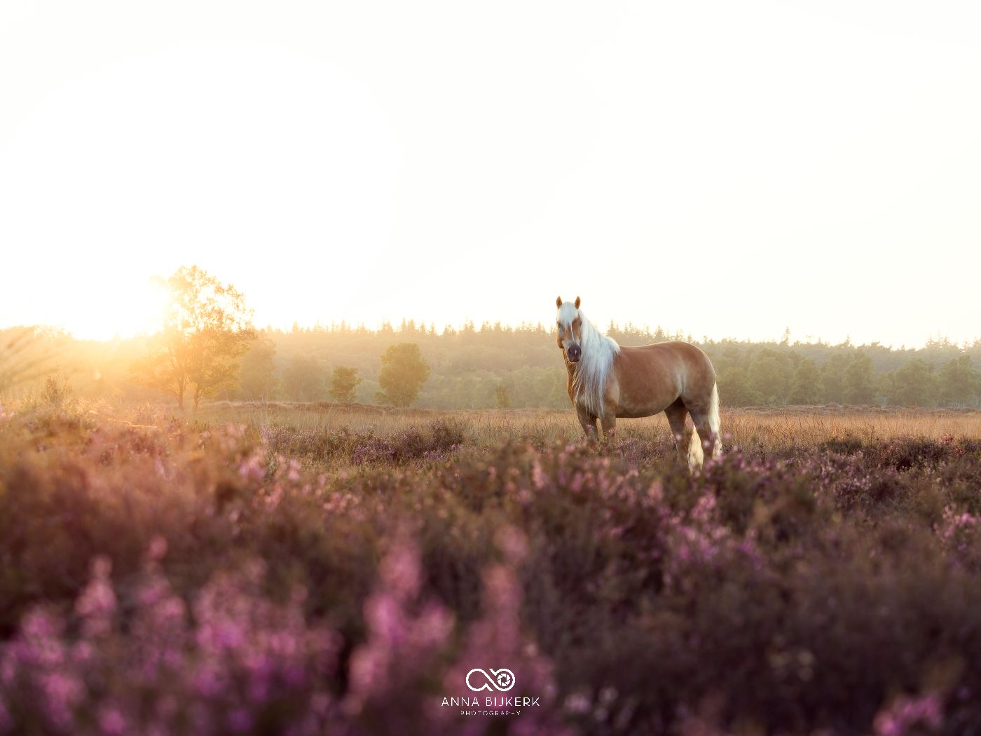 Horses graze in a field of purple heather during golden sunset hour.