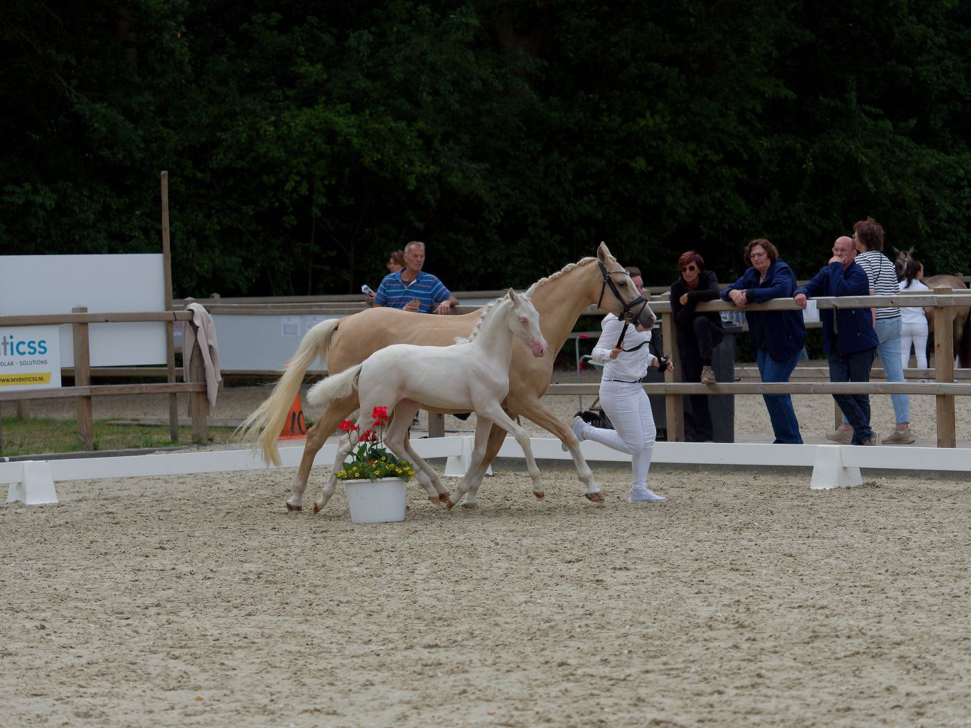 Light and dark colored horses parade around a sandy show ring during an equestrian event.