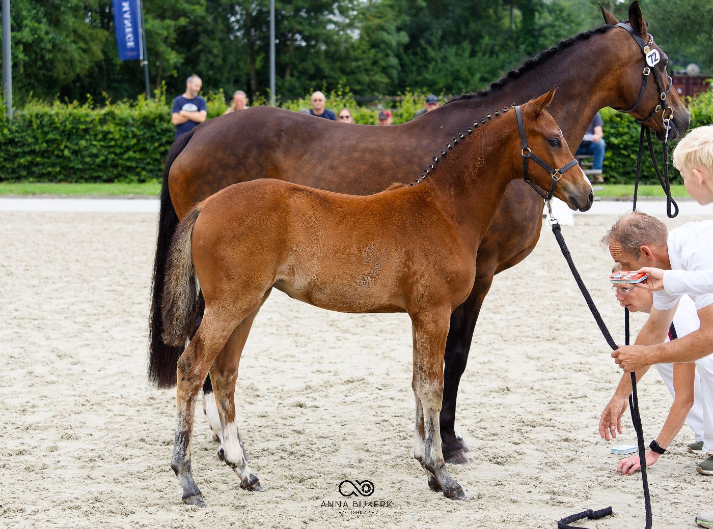 Brown horse being presented at an equestrian competition in an outdoor arena.
