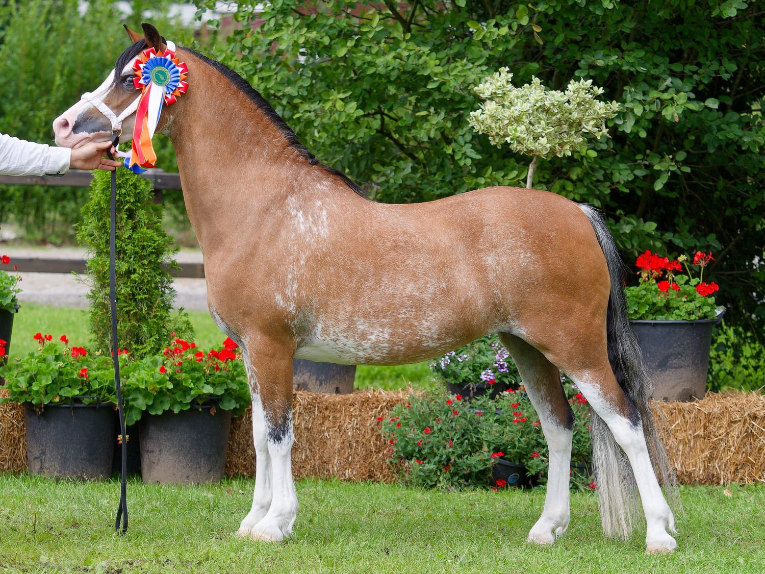 Draft horses display their muscular build and feathered hooves during a show presentation.
